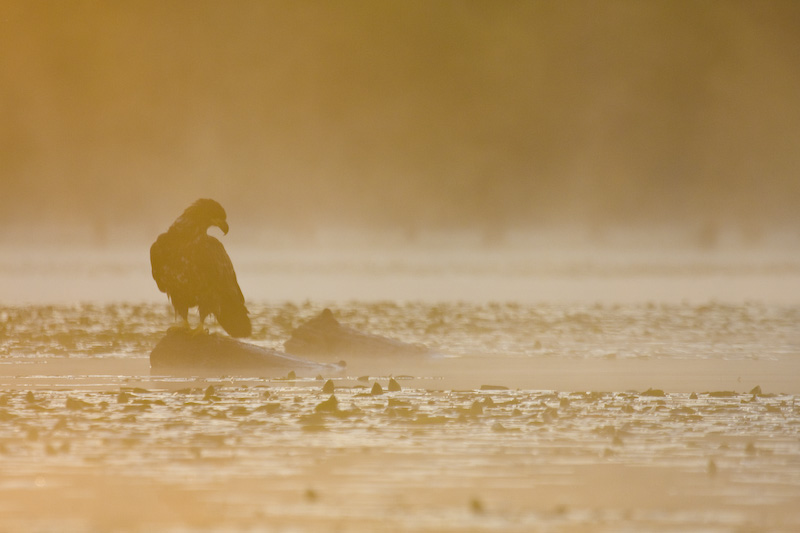 Bald Eagle Silhouette At Sunrise